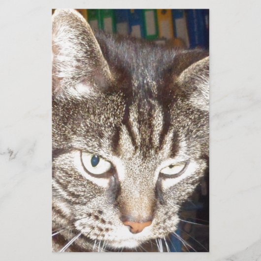 デイブが見守る 便箋 (正面)