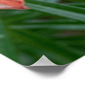 デイリリーの植物画、カナダの写真 ポスター (角)