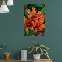 デイリリーの植物画、カナダの写真