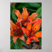 デイリリーの植物画、カナダの写真 ポスター (正面)