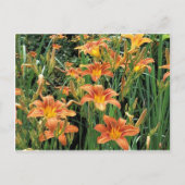 デイリリーガーデン / オレンジ色のユリの花の写真 ポストカード (正面)
