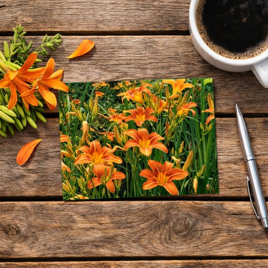 デイリリーガーデン / オレンジ色のユリの花の写真 ポストカード