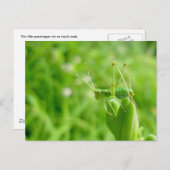 デイリリー芽はがき上の緑のキリギリス ポストカード (正面/裏面)