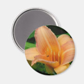 デイリリー2 マグネット (正面/裏面)