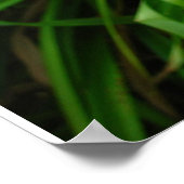 デイリリー：オレンジ ポスター (角)