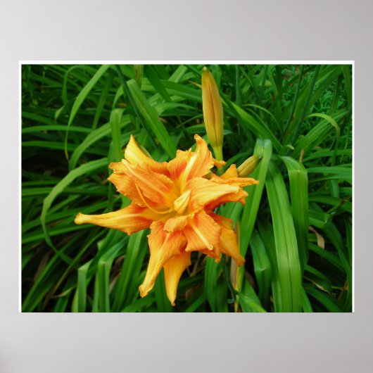 デイリリー：オレンジ ポスター (正面)