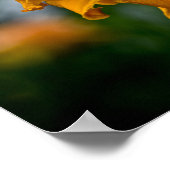 デイリリー「ジャージースパイダー」 ポスター (角)