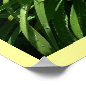 デイリリー・スプレンダー ポスター (角)