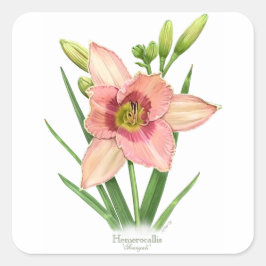 デイリリー - スヴェンガリ スクエアシール