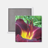 デイリリー"ドミニク" Bダークワイン マグネット (正面/裏面)