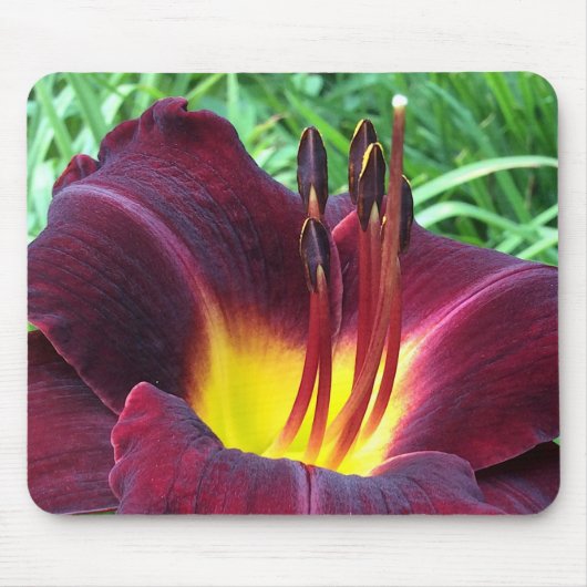 デイリリー"ドミニク" B.ダークワイン。 マウスパッド (正面)