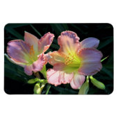 デイリリー マグネット (横)