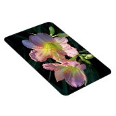 デイリリー マグネット (右側)