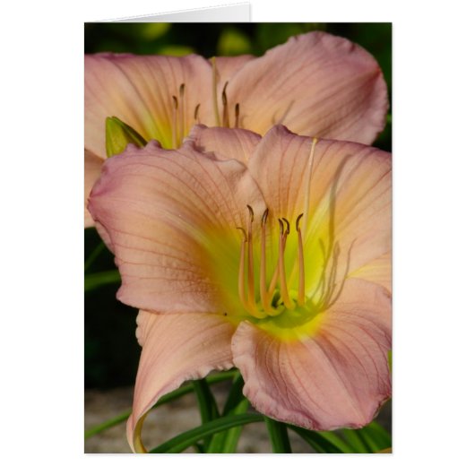 デイリレス (正面)