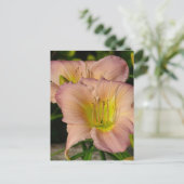 デイリレス ポストカード (スタンド正面)