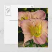 デイリレス ポストカード (正面/裏面)