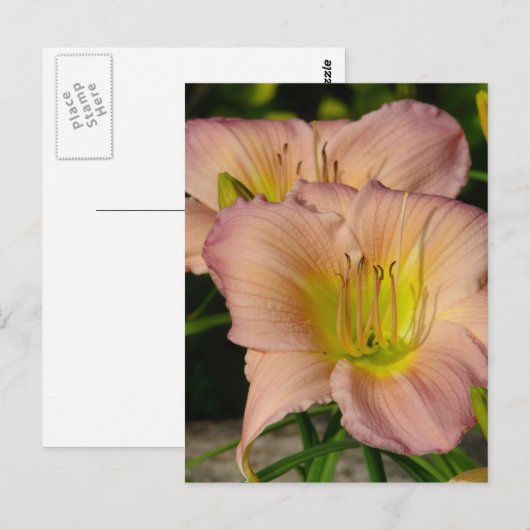 デイリレス ポストカード (正面/裏面)