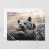 デイリーミングベアポストカード ポストカード (正面/裏面)