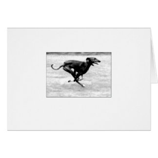 デイヴィッドムーア著Azawakhカード3