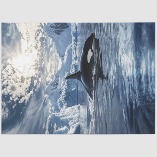 デカップキラーホエールオルカ氷海 薄葉紙 (正面)