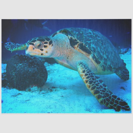 デカップシーカメティッシュペーパー 薄葉紙 (正面)