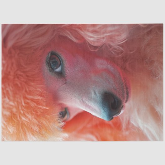 デカップピお洒落ックヘアードスタンダードプードル 薄葉紙 (正面)