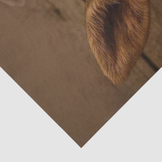 デカップムーよくはしゃぐスカーフバブルバス 薄葉紙 (詳細)