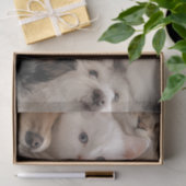 デコッお洒落プ猫と犬の心温まるシーン 薄葉紙 (ギフト)