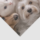 デコッお洒落プ猫と犬の心温まるシーン 薄葉紙 (詳細)