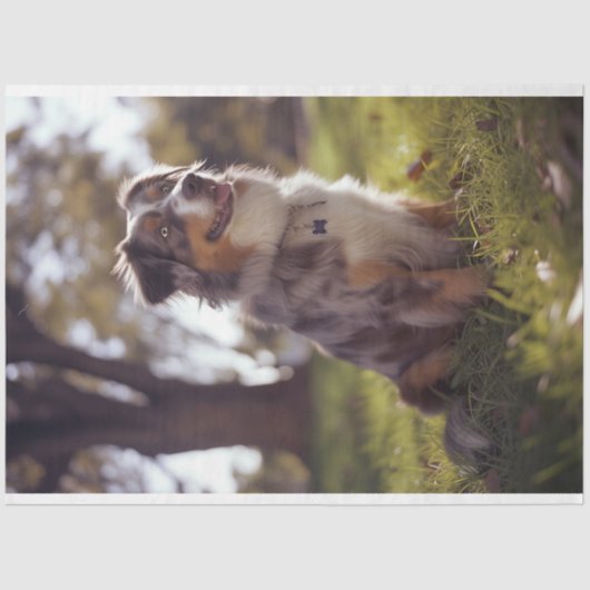 デコップオーストラリアの羊飼いバディ 薄葉紙 (正面)