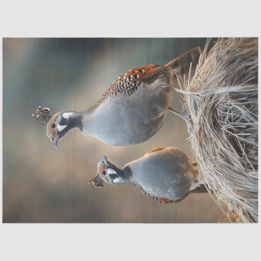 デコップギャンブルのウズラユニーク羽パターン 薄葉紙 (正面)