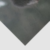 デコップヒッパイヒップスターズ標準プードルズ自転車 薄葉紙 (詳細)