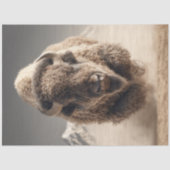 デコップワイルドバイソンダストボーン電荷砂漠 薄葉紙 (正面)