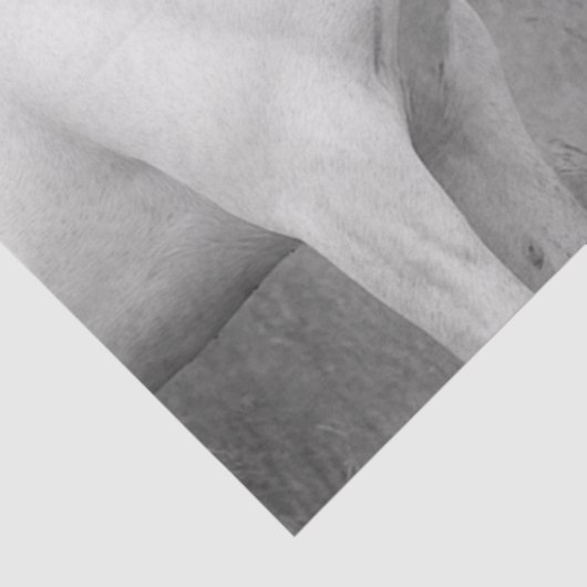 デコペお洒落白黒馬の相互作用 薄葉紙 (詳細)