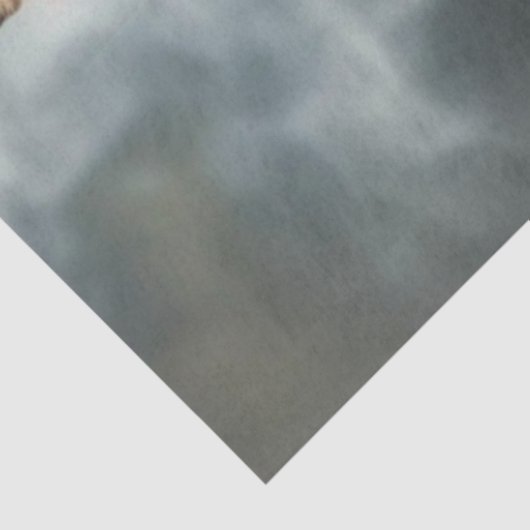 デコページインディアンウーマン2ベンガルタイガース 薄葉紙 (詳細)