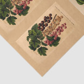 デコページ紙10"x15" – ボタニカルアート39 薄葉紙 (詳細)