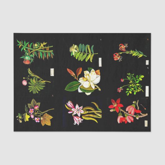 デコページ紙10"x15" - Mary Delany 14 薄葉紙 (正面)