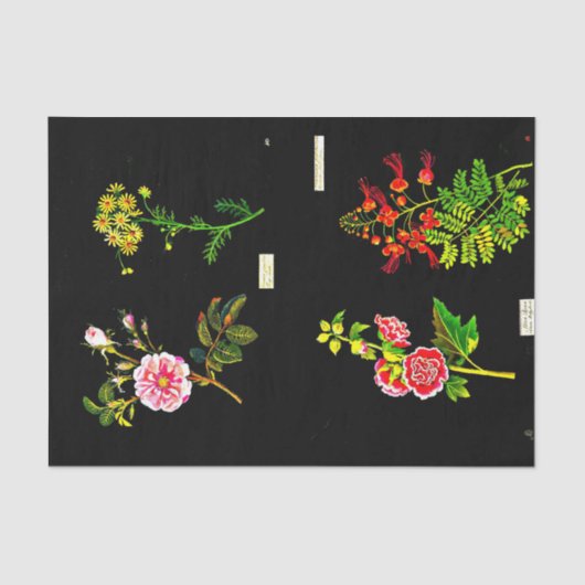 デコページ紙10"x15" - Mary Delany 16 薄葉紙 (正面)