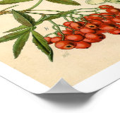 デコレーター植物性プリント – アップル，マウンテンアッシュ ポスター (角)