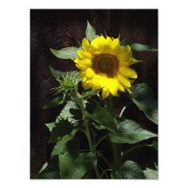 デザイナーダークフェンスの巨大な黄色のひまわり フォトプリント           