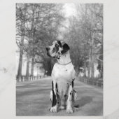 デザイナーテイクオフGreat Dane Flyer チラシ (裏面)