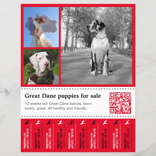 デザイナーテイクオフGreat Dane Flyer チラシ (正面)