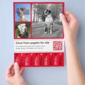 デザイナーテイクオフGreat Dane Flyer チラシ (手)