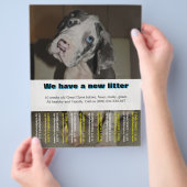 デザイナー犬販売チラシ チラシ (手)