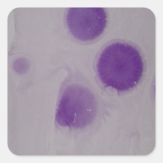 デザインの正方形のステッカー スクエアシール (正面)