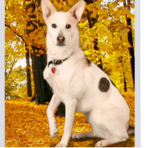 デザイン高品質アクリル写カスタム真像