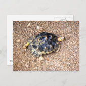 デザートカメ ポストカード (正面/裏面)