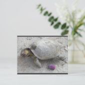 デザートカメ ポストカード (スタンド正面)