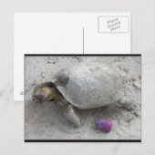 デザートカメ ポストカード (正面/裏面)