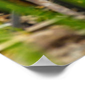 デザートコットンテールウサギ ポスター (角)